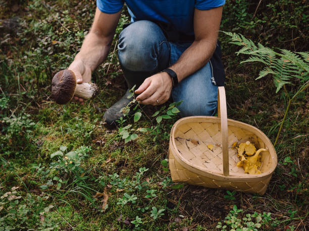 istock Picking mushrooms in the woods 841445624