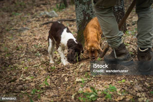 Truffle Hunting In Italy Stock Photo - Download Image Now - Truffle - Fungus, Hunter, Italy