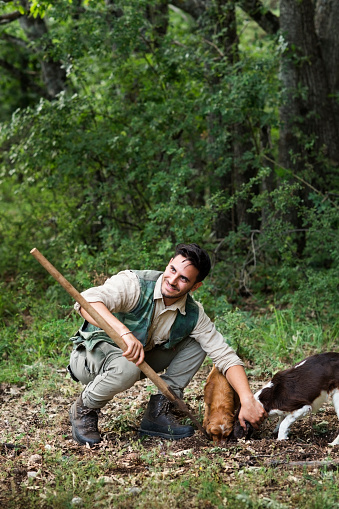Male truffle hunter in 20's squats beside his two dogs that are sniffing and digging out truffles and assists with his vanghella tool in the woods on a summer day, Abruzzo, Italy, Europe