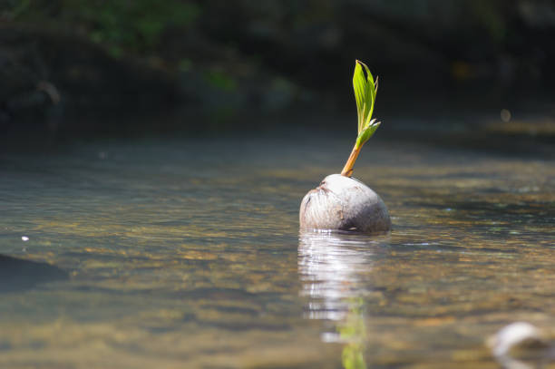 floating coconut stock photo