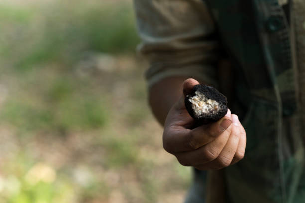 caza de la trufa en italia - truffle fotografías e imágenes de stock