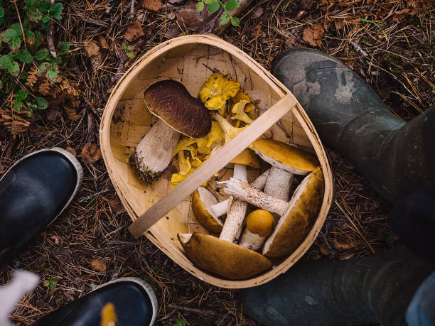 istock Picking mushrooms in the woods 841445944