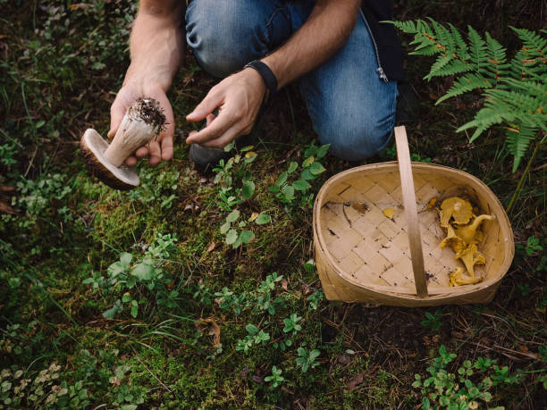 istock Picking mushrooms in the woods 841445948