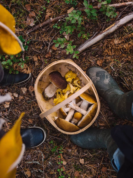 픽킹 버섯 in the woods - chanterelle basket edible mushroom mushroom 뉴스 사진 이미지