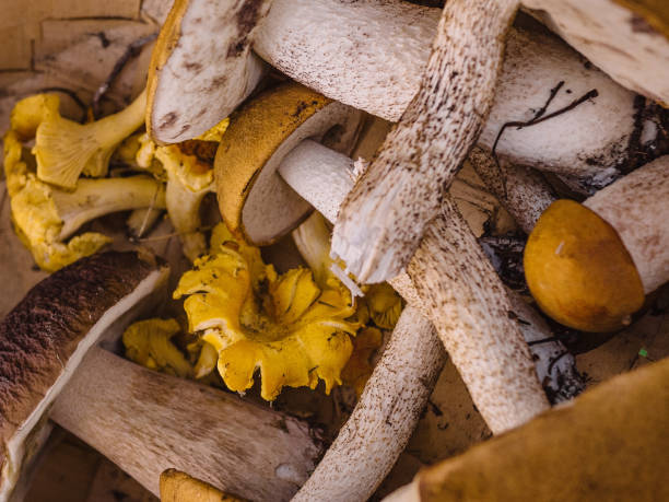 Mixed mushrooms in the woods Mixed mushrooms in the woods Cepe stock pictures, royalty-free photos & images