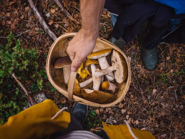 픽킹 버섯 in the woods - chanterelle basket edible mushroom mushroom 뉴스 사진 이미지