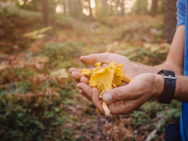 istock Picking mushrooms chantarelle in the woods 841446368