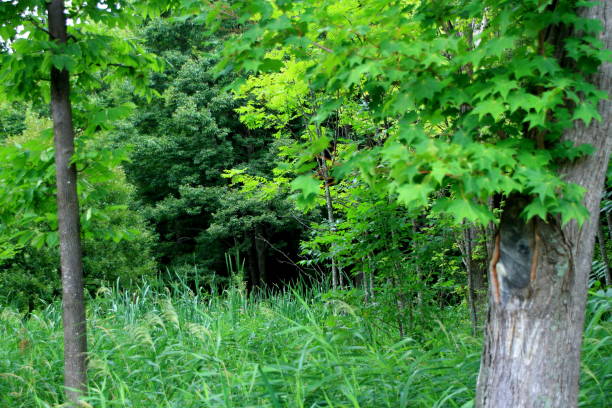 istock Early morning of Sapporo city park 841448708