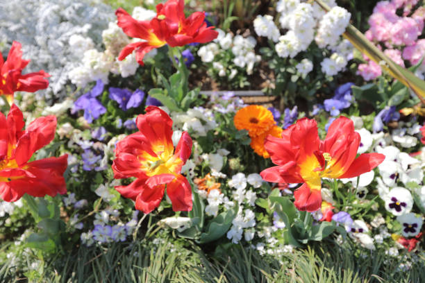 beautiful bloom of flowers on a spring day with blue sky