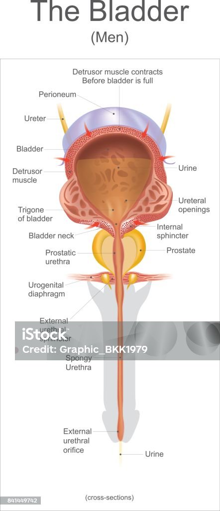 The bladder. The bladder In the human the bladder is a hollow muscular, and distensible (or elastic) organ, that sits on the pelvic floor. Urine enters the bladder via the ureters and exits via the urethra. Info graphic Vector. Bladder stock vector