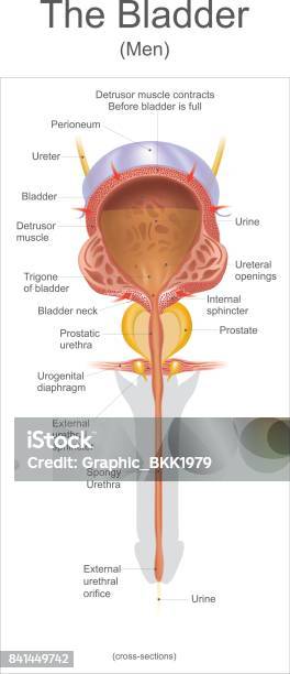 The Bladder Stock Illustration - Download Image Now - Bladder, Urethra, Anatomy