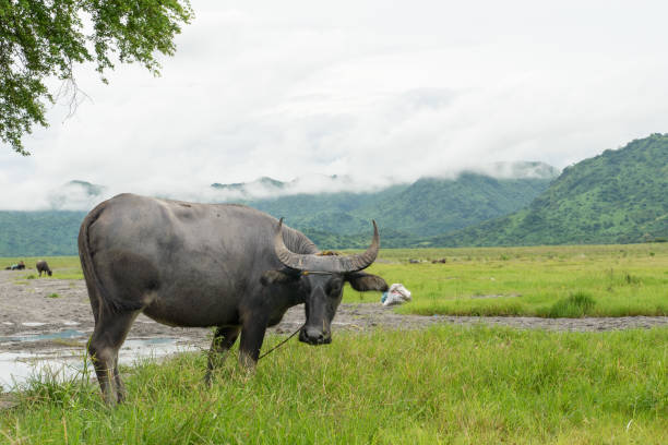 istock water buffalo stand at grassland 841449918