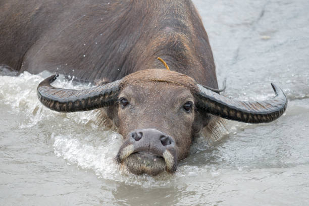 istock water buffalo in the river 841450108
