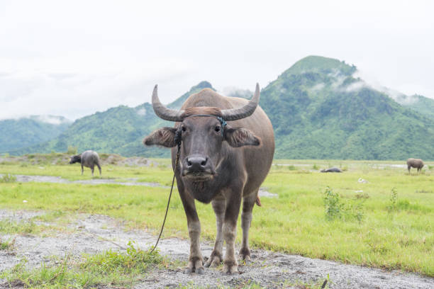 istock water buffalo stand at grassland 841452600
