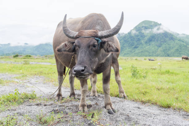 istock water buffalo stand at grassland 841452748