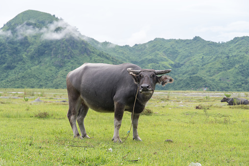 water buffalo stand at grassland, Philippines