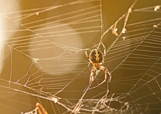 Spider on web at Sunrise Spider on web at Sunrise spinning web stock pictures, royalty-free photos & images