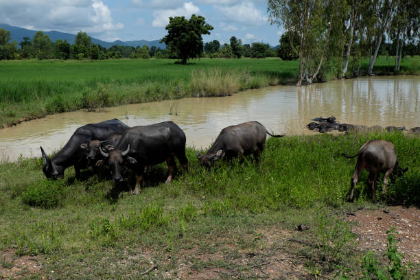 istock Buffalo standing in a field grasses, rice field background 841453180