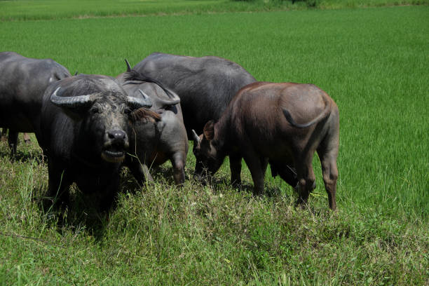 istock Buffalo standing in a field grasses, rice field background 841453320