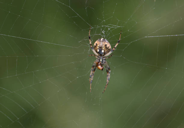 Spider on web Spider on web spinning web stock pictures, royalty-free photos & images