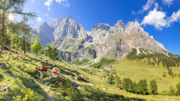 летний панорамный вид на хохкёниг - мандлвенде - альпы - austria mountain peak mountain panoramic стоковые фото и изображения