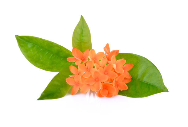 istock orange Ixora ( Coccinea) flowers with leaves on white background 841457390
