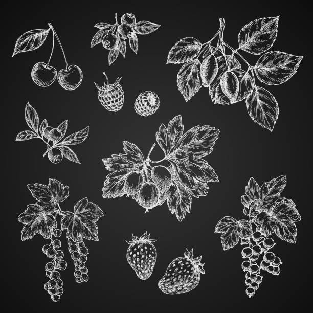 vectro kreda szkic ikony owoców jagody - raspberry gooseberry strawberry cherry stock illustrations