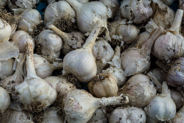 istock Freshly dug mass of garlic. Summer harvest. 841460912