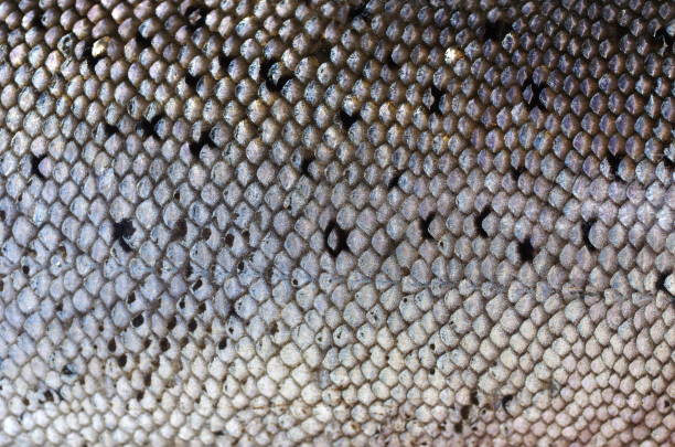 istock background salmon's skin 841462032
