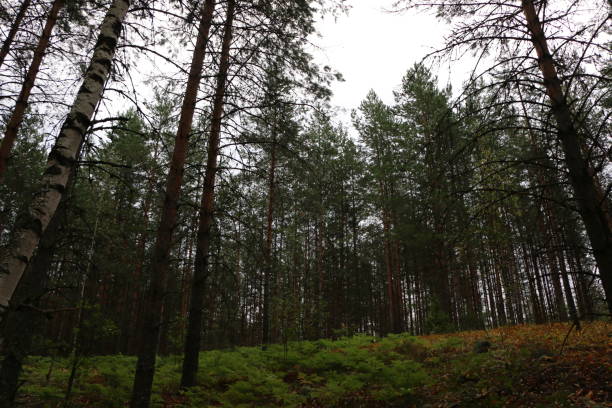 Autumn forest landscape in cloudy evening weather