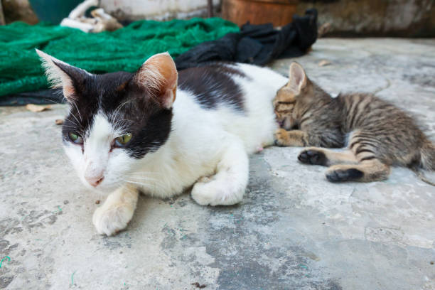 istock cat lying on the floor and feeds the kitten 841470346