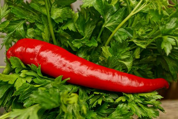 istock Red long pepper in green parsley leaves 841470754
