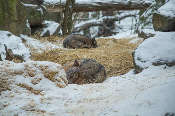 istock Gray wolves in a Scandinavian winter 841471880