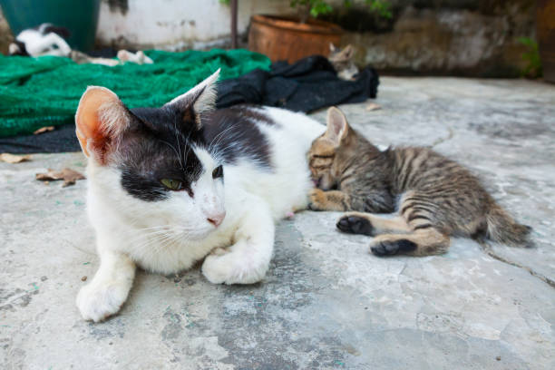 istock cat lying on the floor and feeds the kitten 841474416