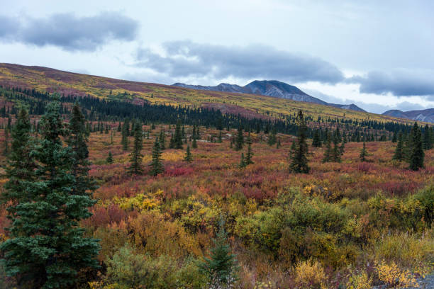istock Tundra in Denali State Park 841474832