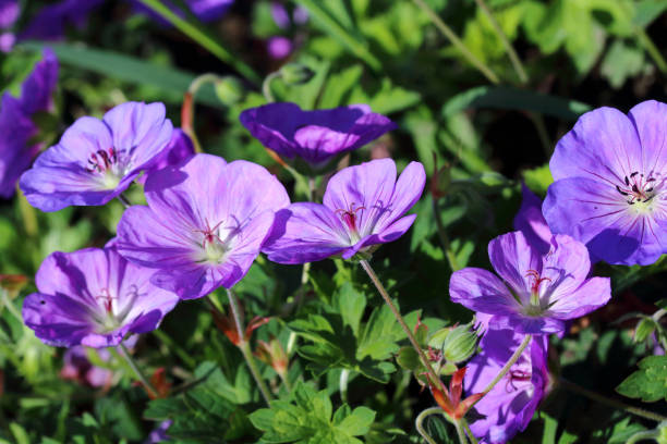 istock Geranium himalayense is a winter hardy plant 841474854