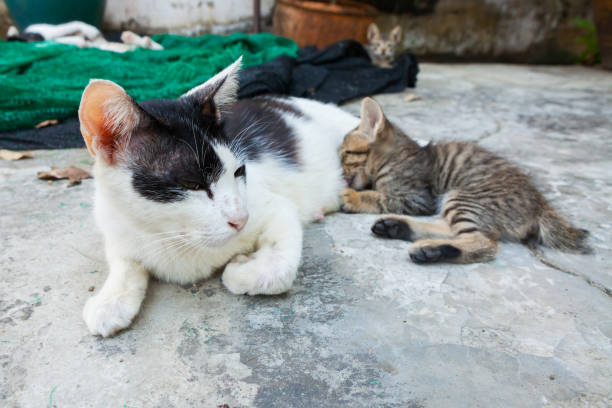 istock cat lying on the floor and feeds the kitten 841477872