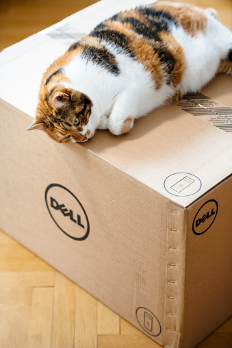 Paris: Cat sleeping on the new Dell Computer workstation cardboard box delivered by courier and left by the door