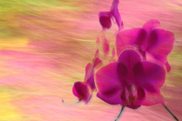 Abstract background with orchid motif