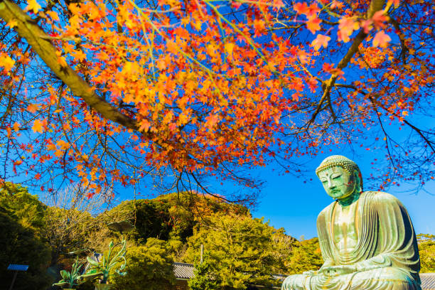 The Great Buddha The Great Buddha in Kamakura.  Located in Kamakura, Kanagawa Prefecture Japan.Kamakura, Japan - 11 December  2016:The Great Buddha which is the main temple of Kotokuin in Hase which is a famous place for Kamakura. An image height of 11.39 m (13.35 m including the base), a huge Buddha image with a weight of about 121 t. kamakura city photos stock pictures, royalty-free photos & images