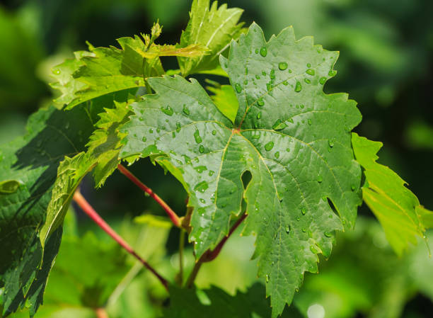 istock Grape leaves covered by drops of water 841482790