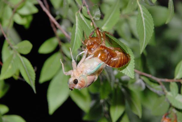 istock Emergence of cicadas 841494734