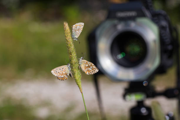 istock Taking macro Photography of butterfly with DSLR camera and ring flash 841495680