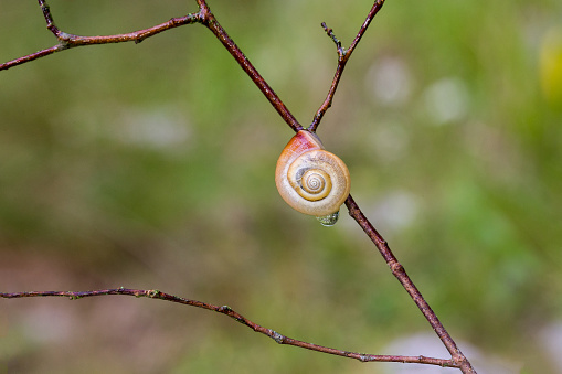 Little brown Snail with water drops on tree brunch