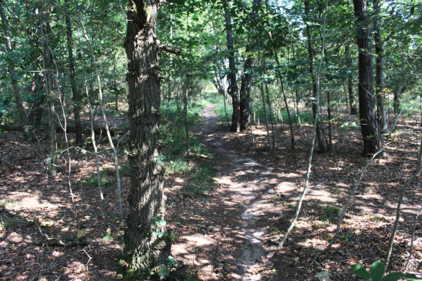 istock forest national park Utrechtse heuvelrug 841498296