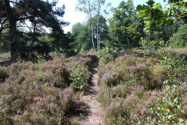 istock heather landscape, Utrechtse Heuvelrug 841498772