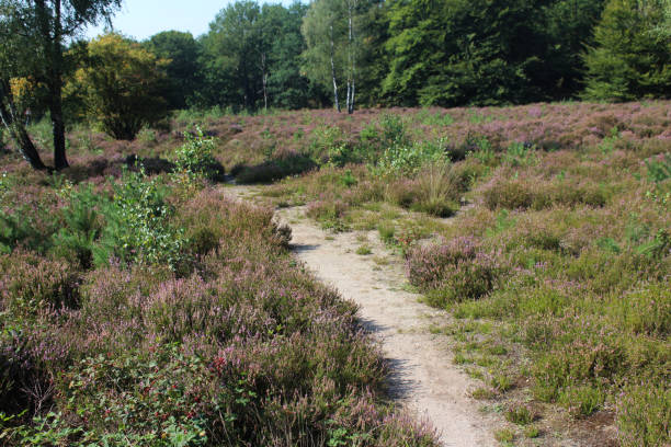 istock heather landscape, Utrechtse Heuvelrug 841498856