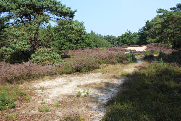 heather landscape, Utrechtse Heuvelrug stock photo