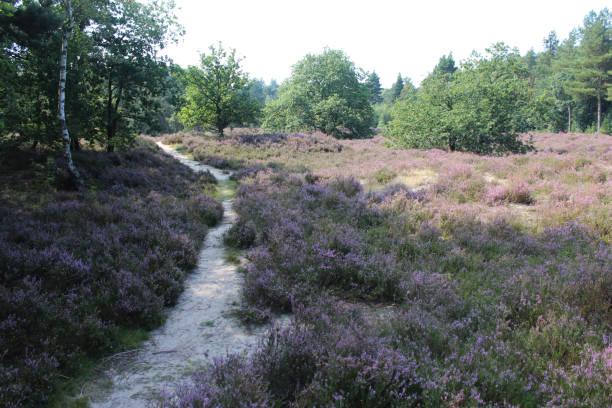 istock heather landscape, Utrechtse Heuvelrug 841498968