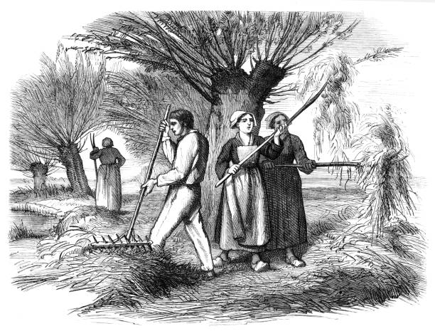 Farmer and women saving hay with pitchfork on field 1859 Steel engraving farmer and women saving hay on field 1859 antique pitchfork stock illustrations